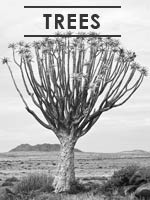 trees gallery link