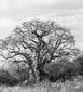 Portrait of a Baobab tree
